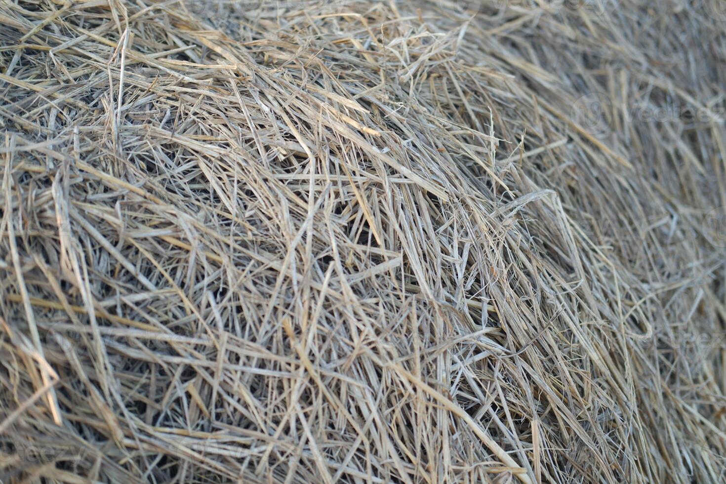 dry grass texture background, close up of dry grass in the field photo
