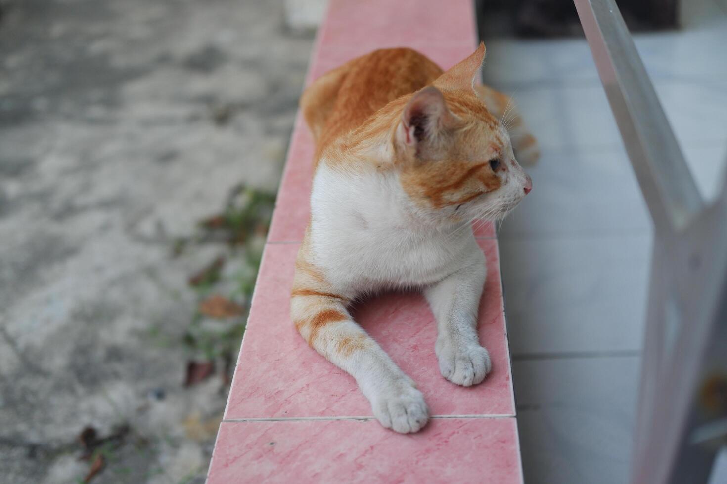 Cute cat sitting on the floor in the park. Selective focus. photo