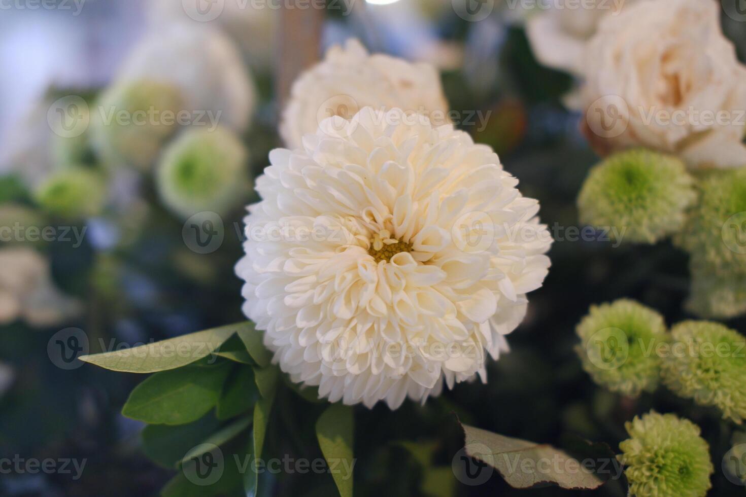 White chrysanthemum flower with green leaves in a bouquet photo