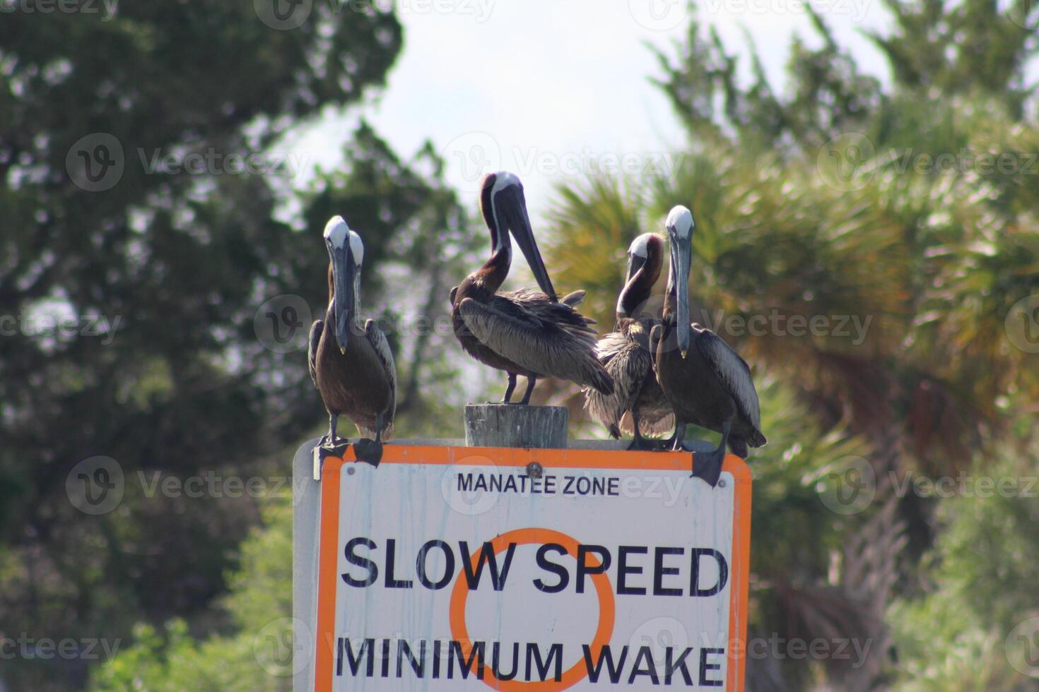 group of brown pelicans resting on sign photo