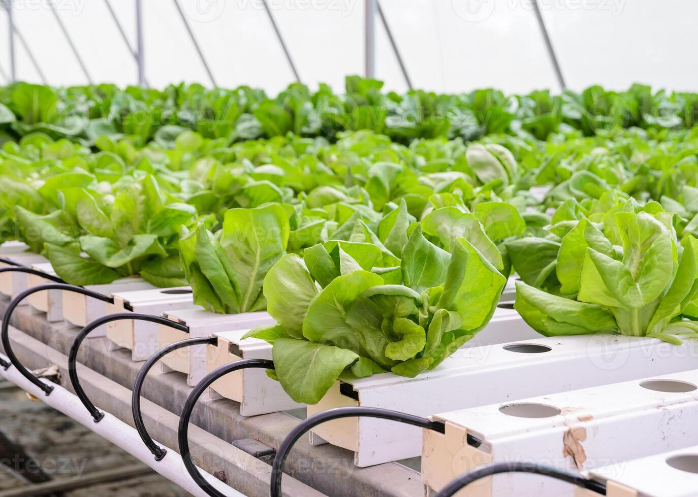 Hydroponic butterhead leaf lettuce vegetables plantation in aquaponics system photo