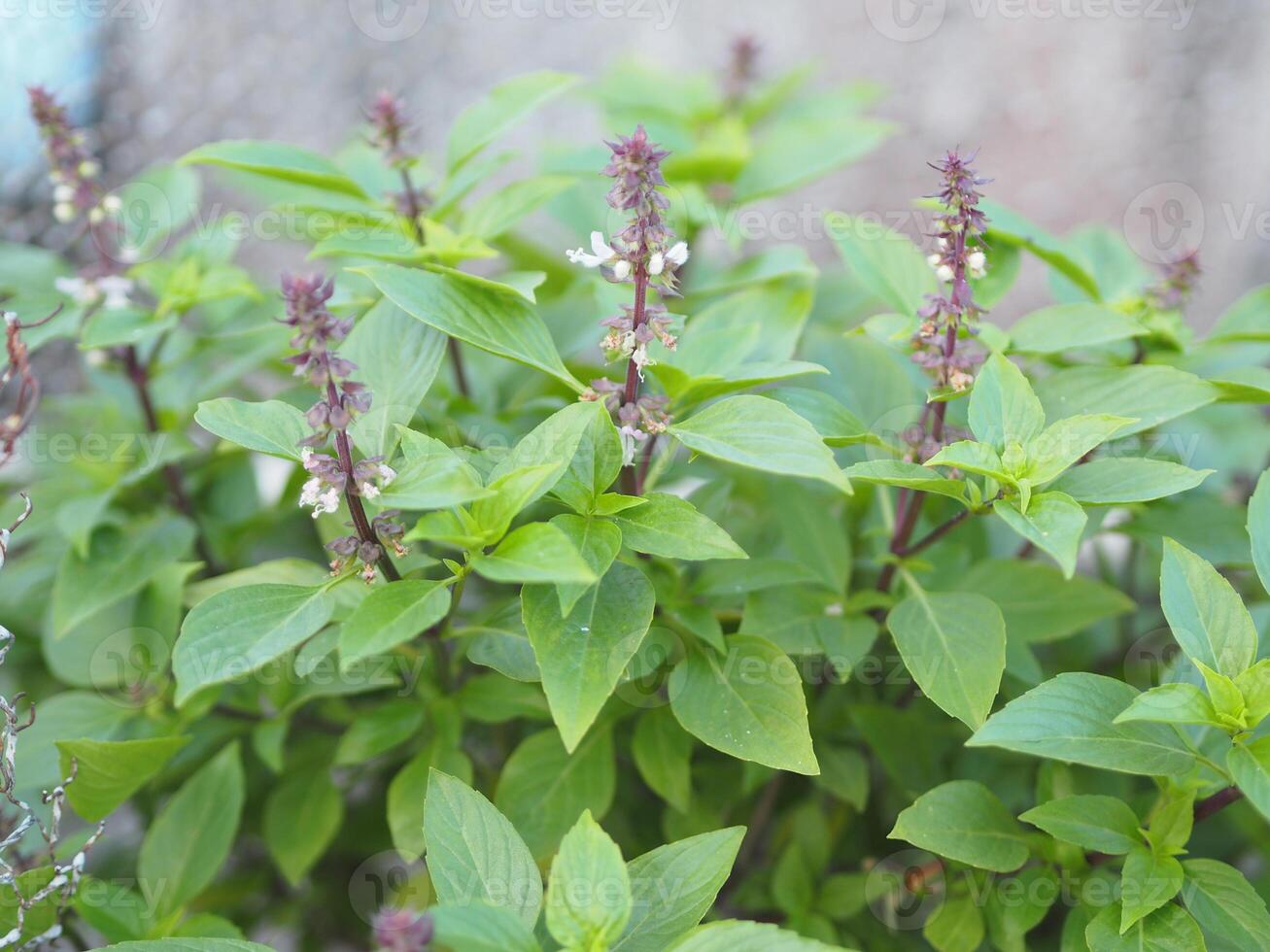 Sweet basil is light green with wide leaves while Thai basil has purple stems and flowers and spear-like leaves photo