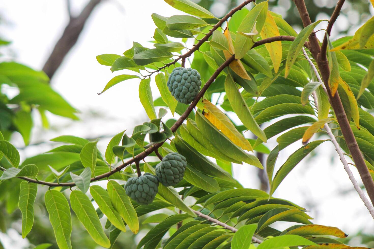 Srikaya trees bear fruit and thick leaves photo