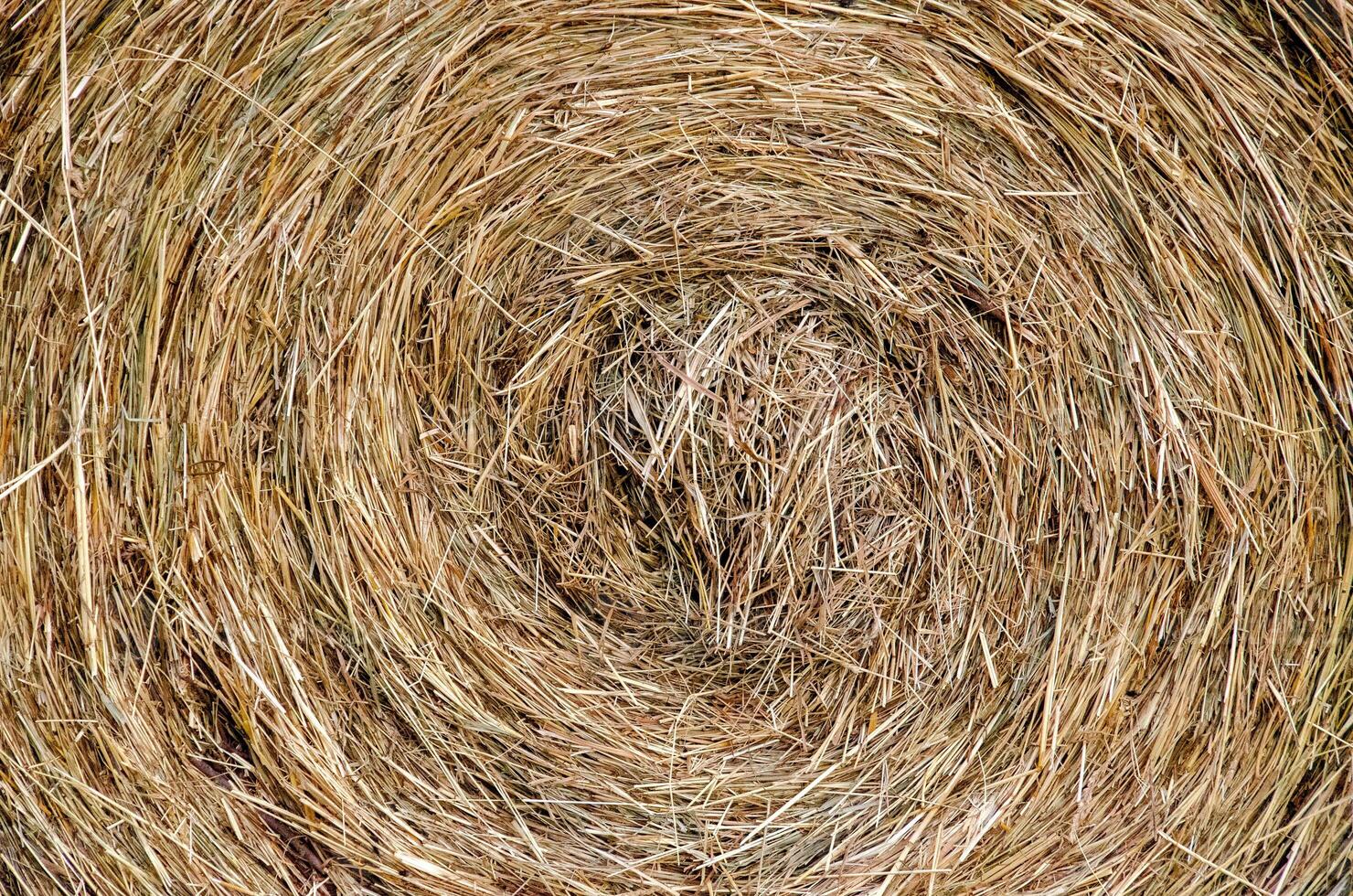 Hay bales. Hay bales are stacked on the field in large stacks. Harvesting in agriculture. photo