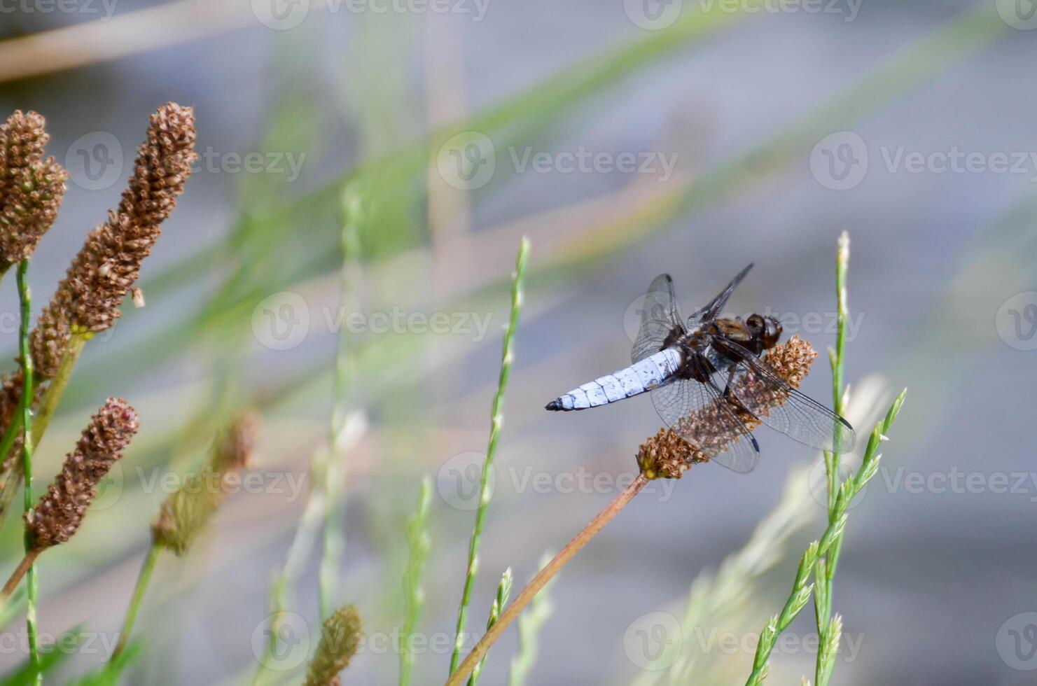 Libellula depressa. Blue flat bellied dragonfly waiting on a stick photo