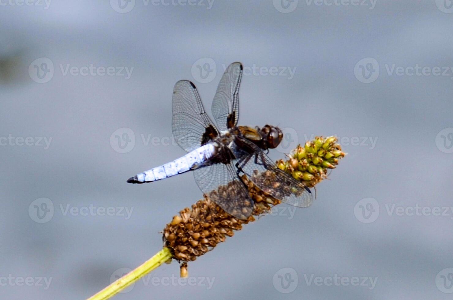 Libellula depressa. Blue flat bellied dragonfly waiting on a stick photo
