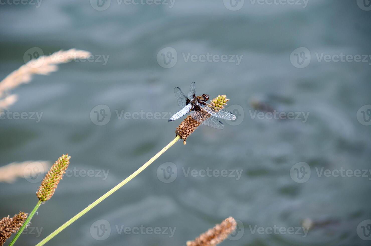 Libellula depressa. Blue flat bellied dragonfly waiting on a stick photo