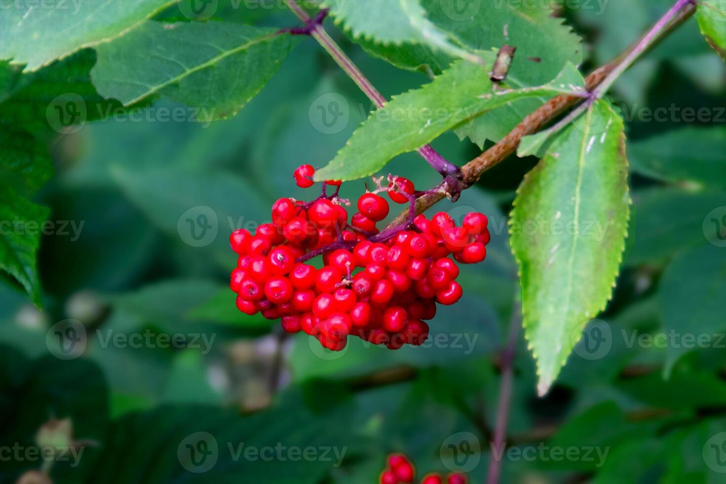 Rowan branch with a bunch of red ripe berries. photo