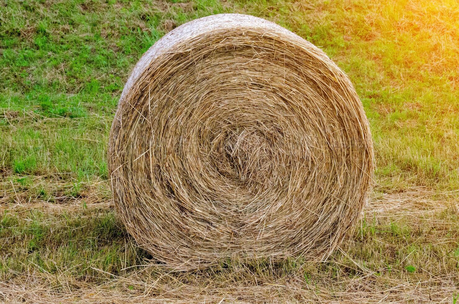 Hay bales. Hay bales are stacked on the field in large stacks. Harvesting in agriculture. photo