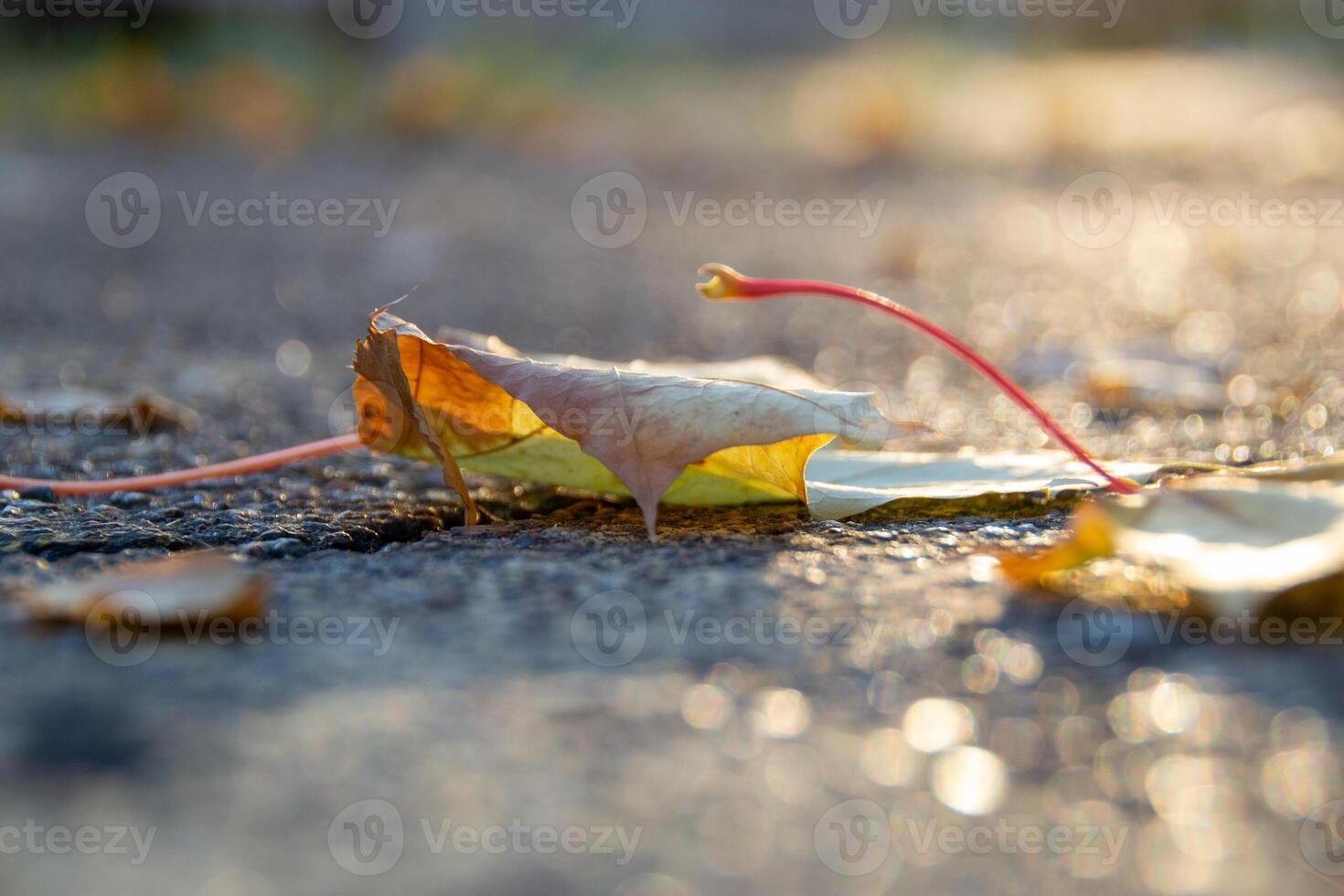 A perspective shot of a fallen yellow maple leave on a road photo