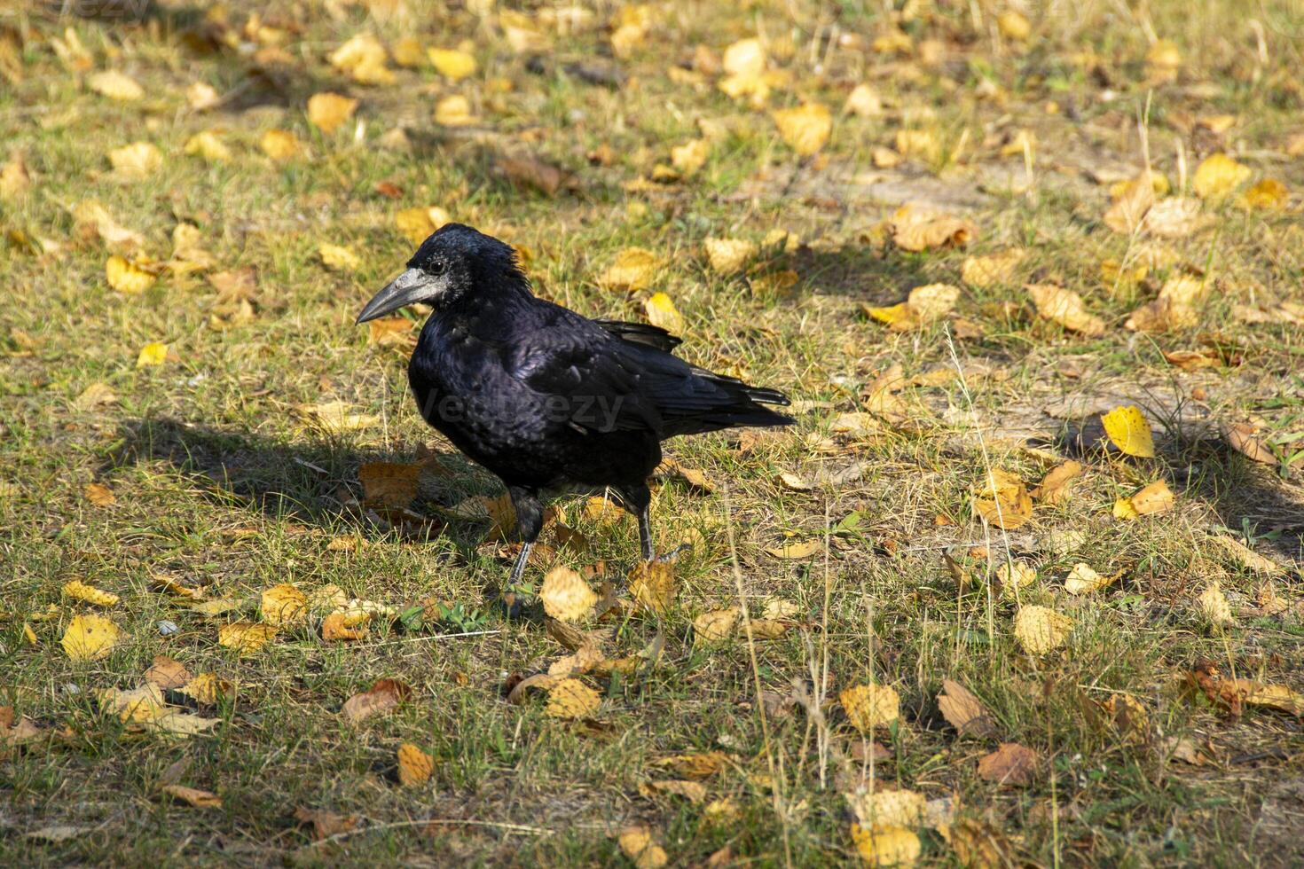 A raven is one of several larger-bodied species of the genus Corvus. photo