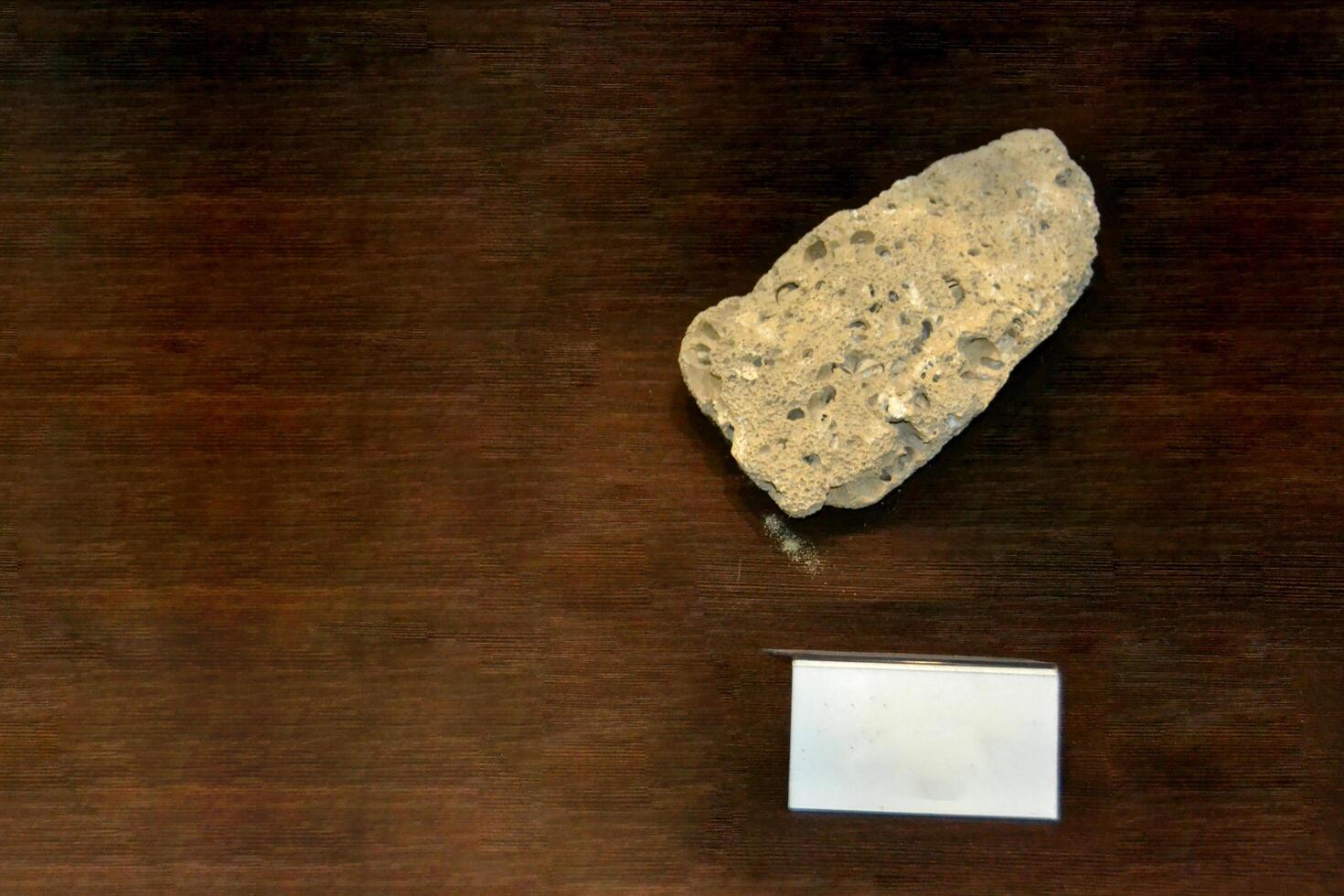 A fossil spinosaur tooth. High quality photo