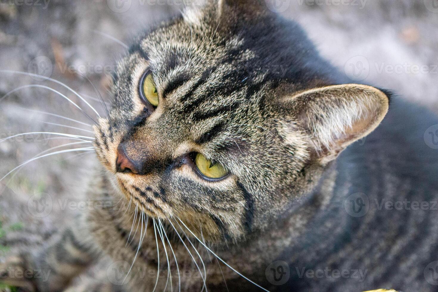 Close up photo from a cute domestic cat playing outdoor