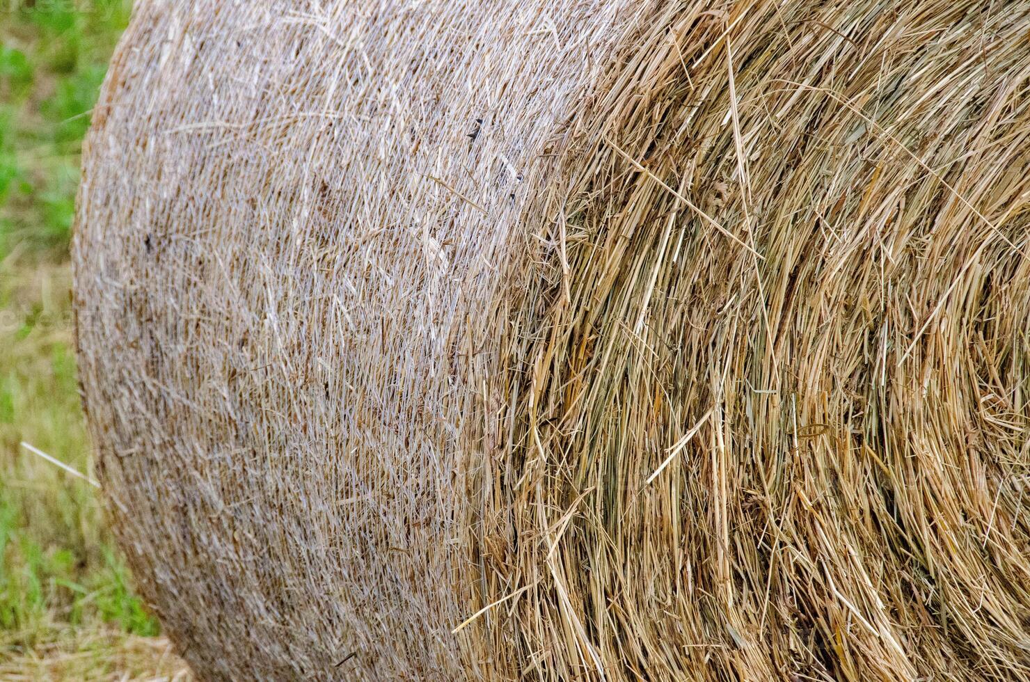 Hay bales. Hay bales are stacked on the field in large stacks. Harvesting in agriculture. photo