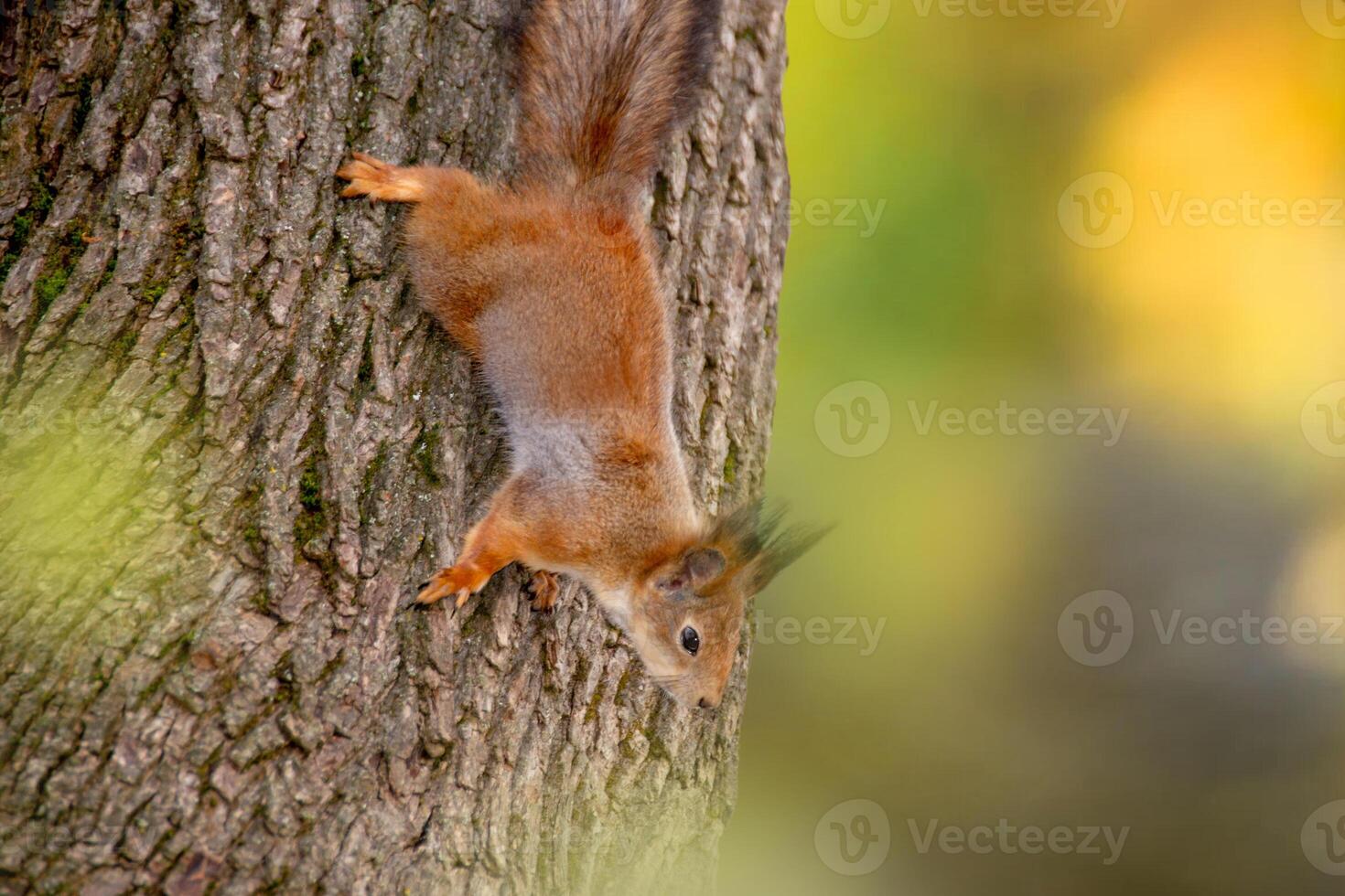 Close-up shot of the Red Squirrel photo