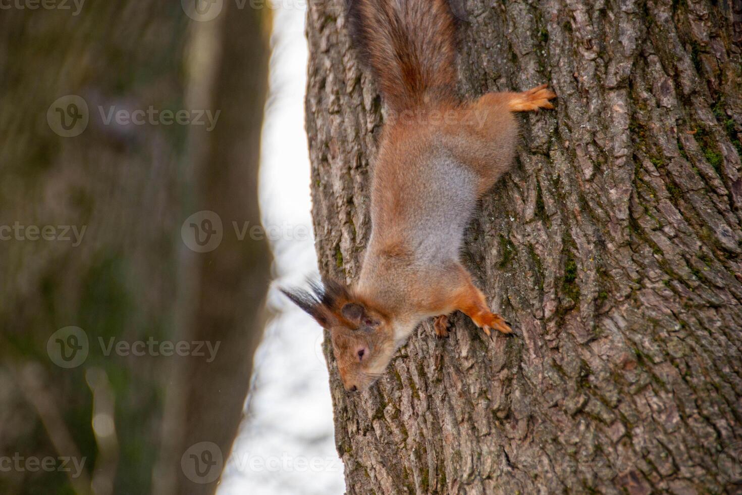 Close-up shot of the Red Squirrel photo