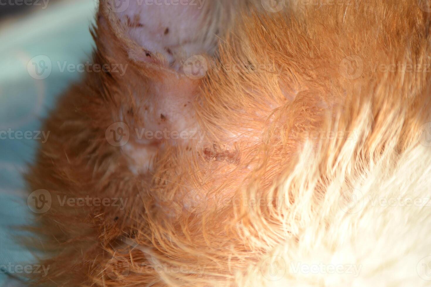orange striped cat with wounded ear . High quality photo