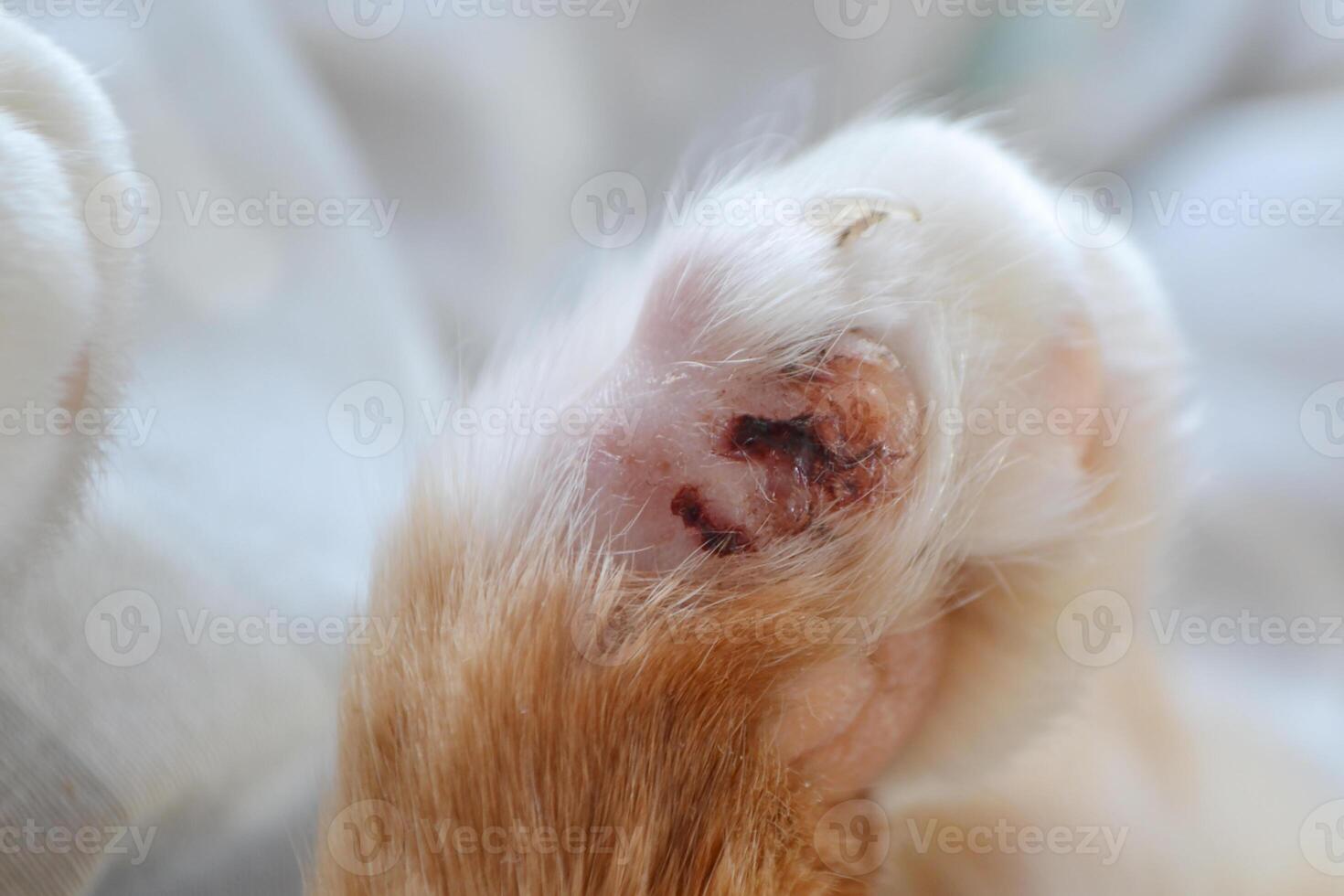cat with his broken finger. Paw of a sick bright orange cat. photo