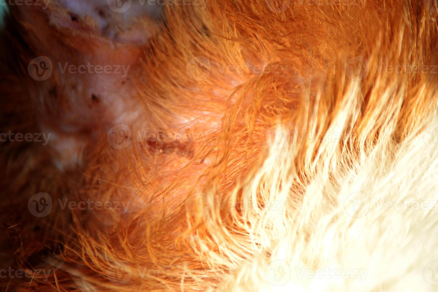 orange striped cat with wounded ear . High quality photo