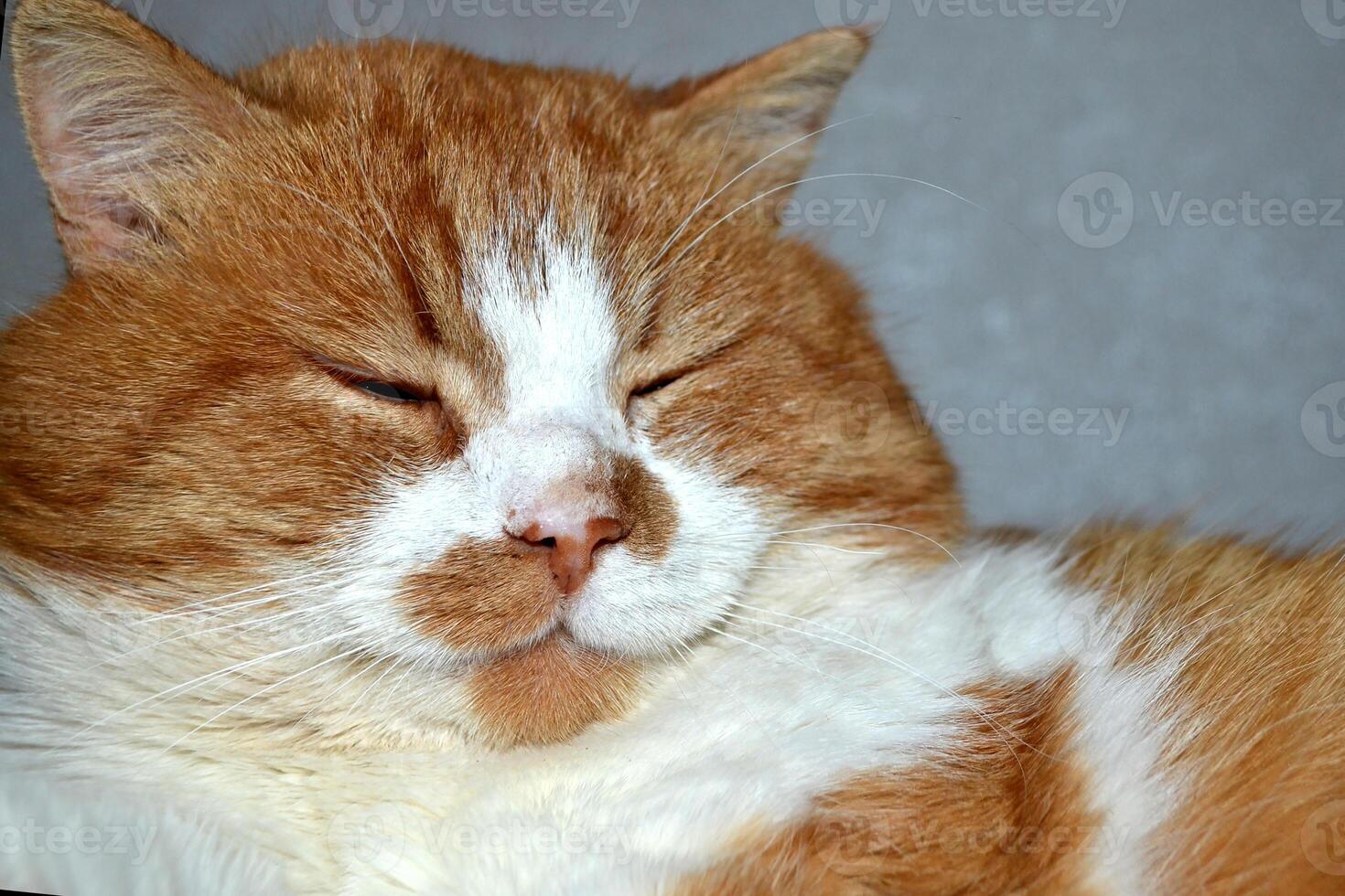 Portrait of a red cat with a cunning squinting glance isolated on white photo