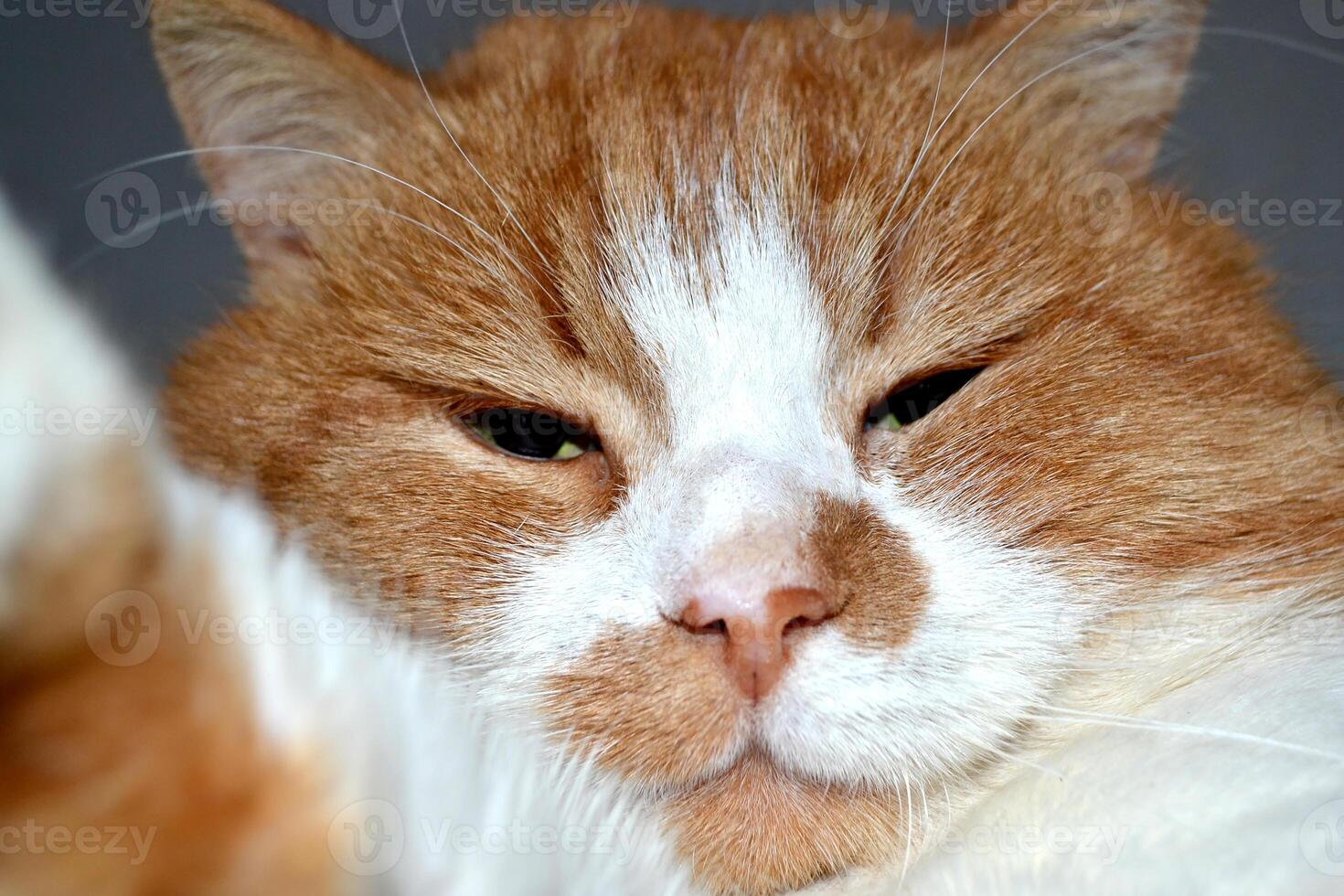 Portrait of a red cat with a cunning squinting glance isolated on white photo