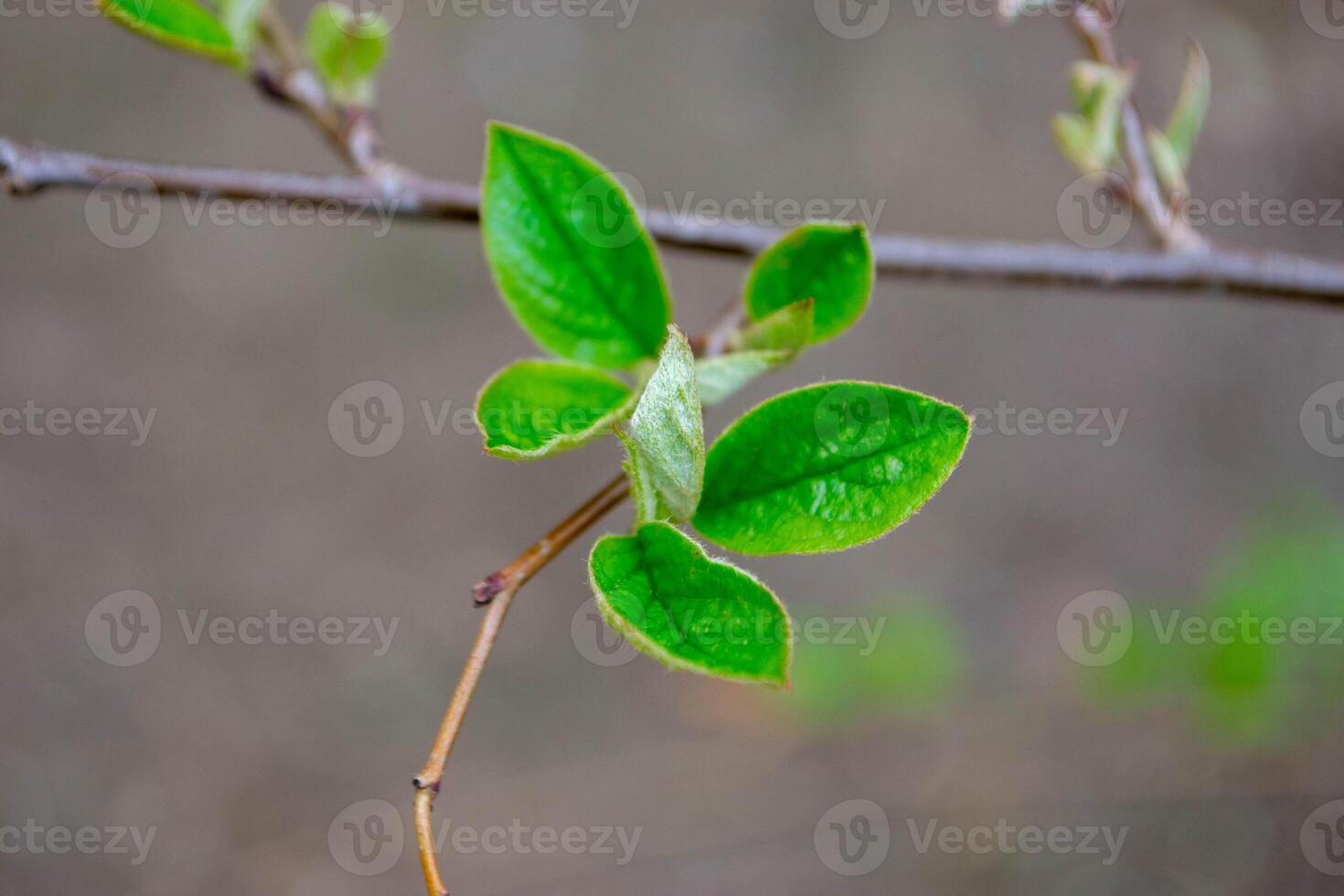 A tree branch with green leaves and the word maple on it photo