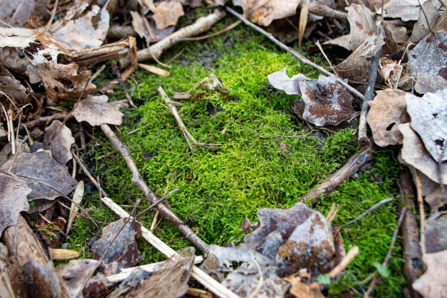 A tree trunk with moss on it and a sky background photo