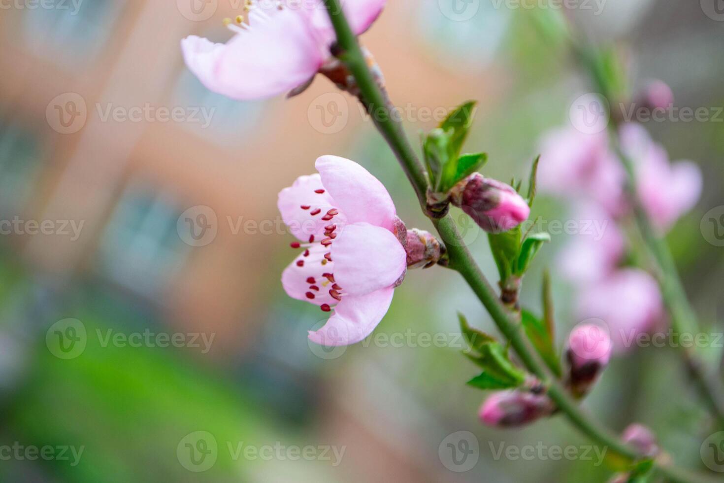 Beautiful Pink Sakura flowers, cherry blossom during springtime against blue sky photo