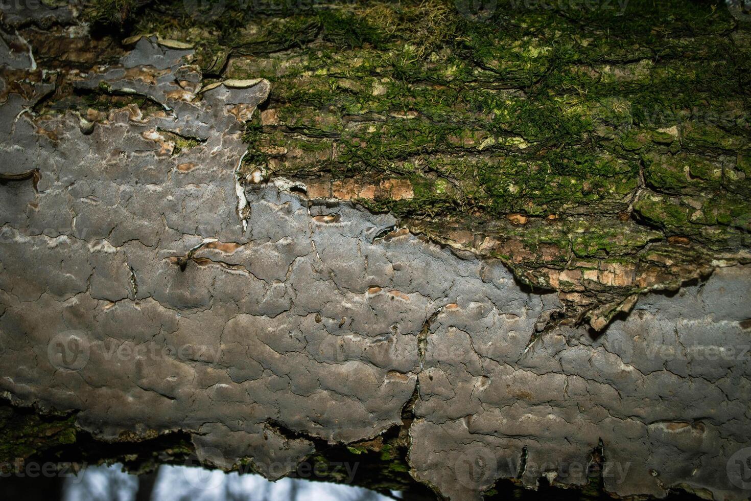 A tree trunk with green moss on it photo