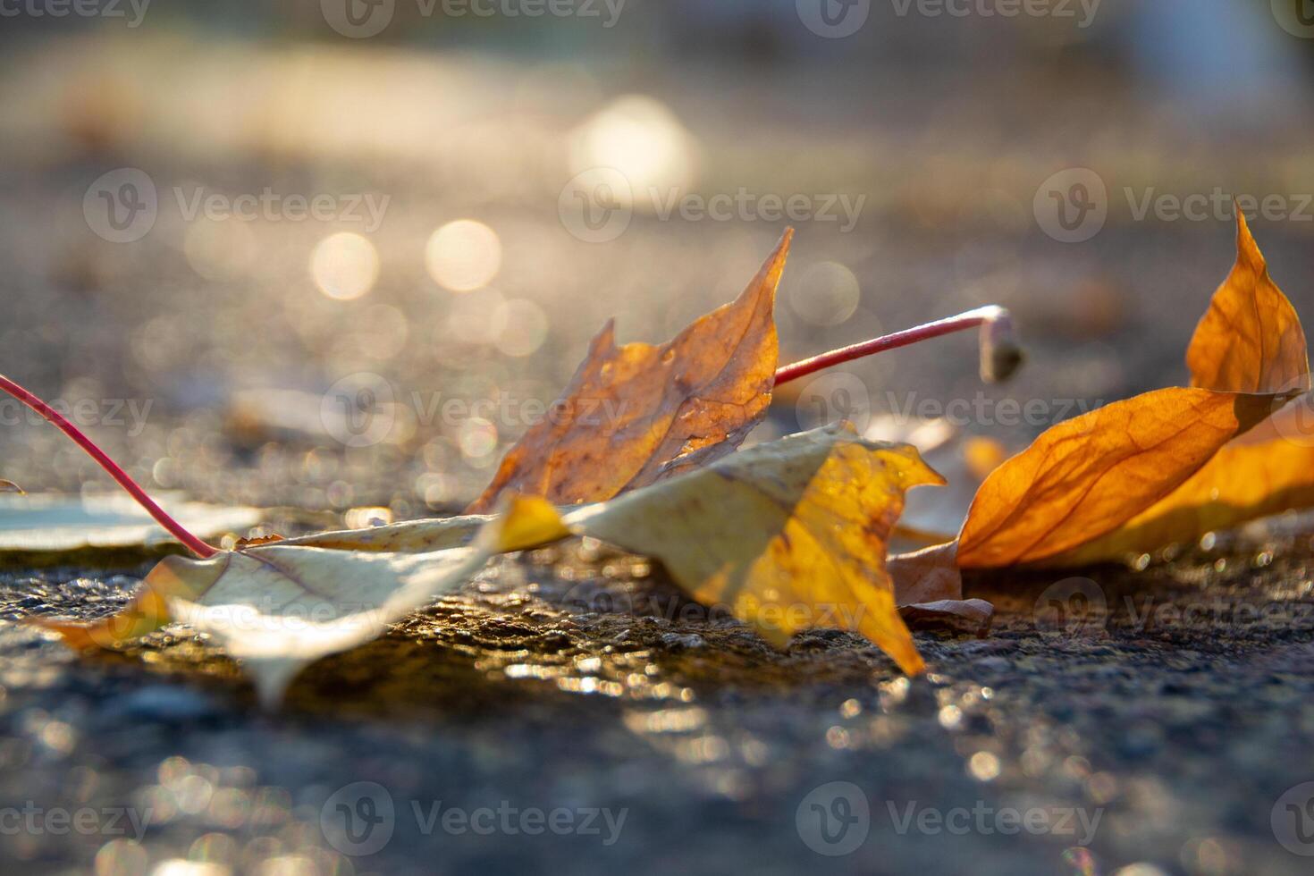 A perspective shot of a fallen yellow maple leave on a road photo