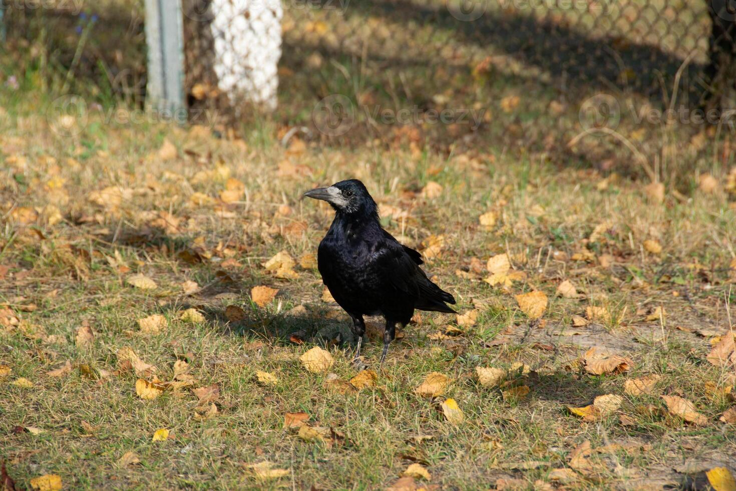 A raven is one of several larger-bodied species of the genus Corvus. photo