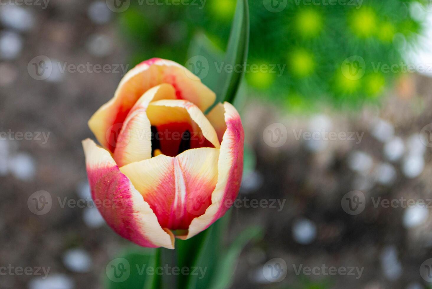 fragile beauty of red tulip flower in a garden photo