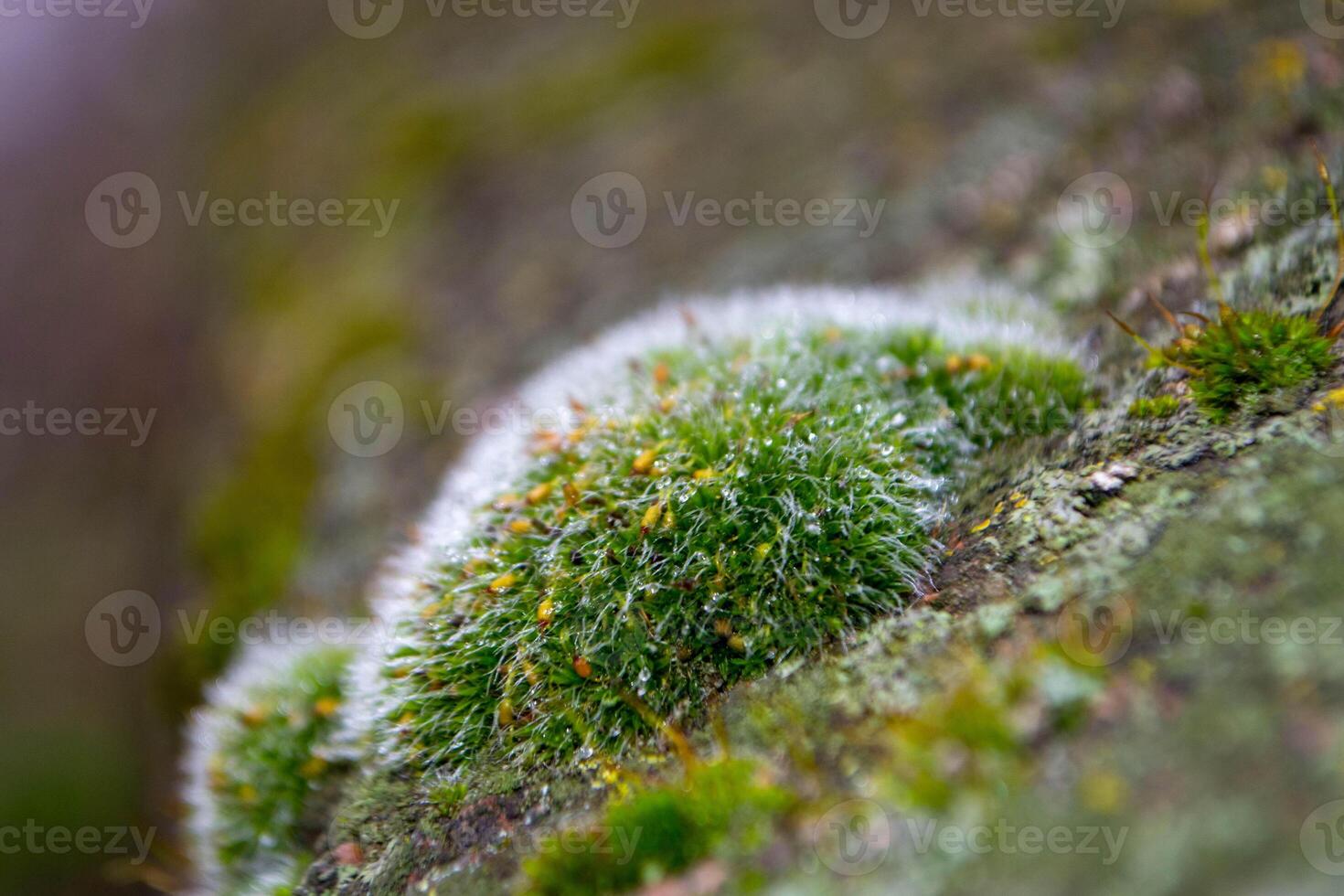 A tree trunk with moss on it and a sky background photo
