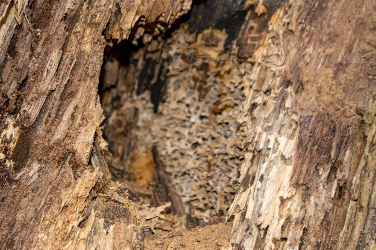 A close up of a tree trunk with a piece of wood that has the word wood on it. photo