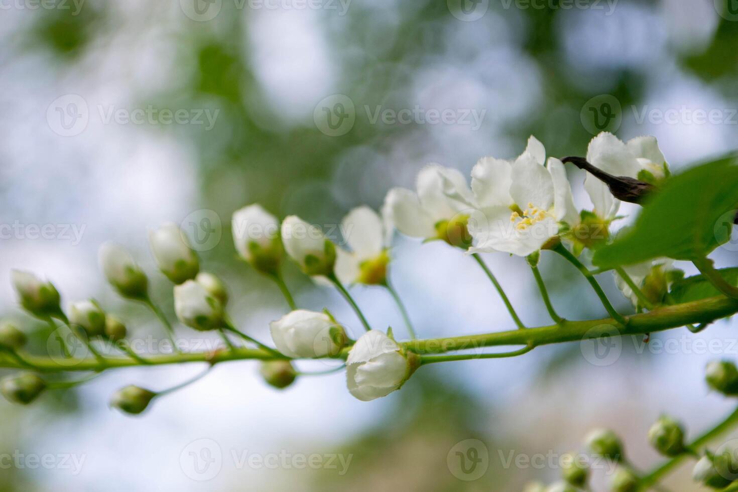 First buds on trees in early spring on blue sky background. photo