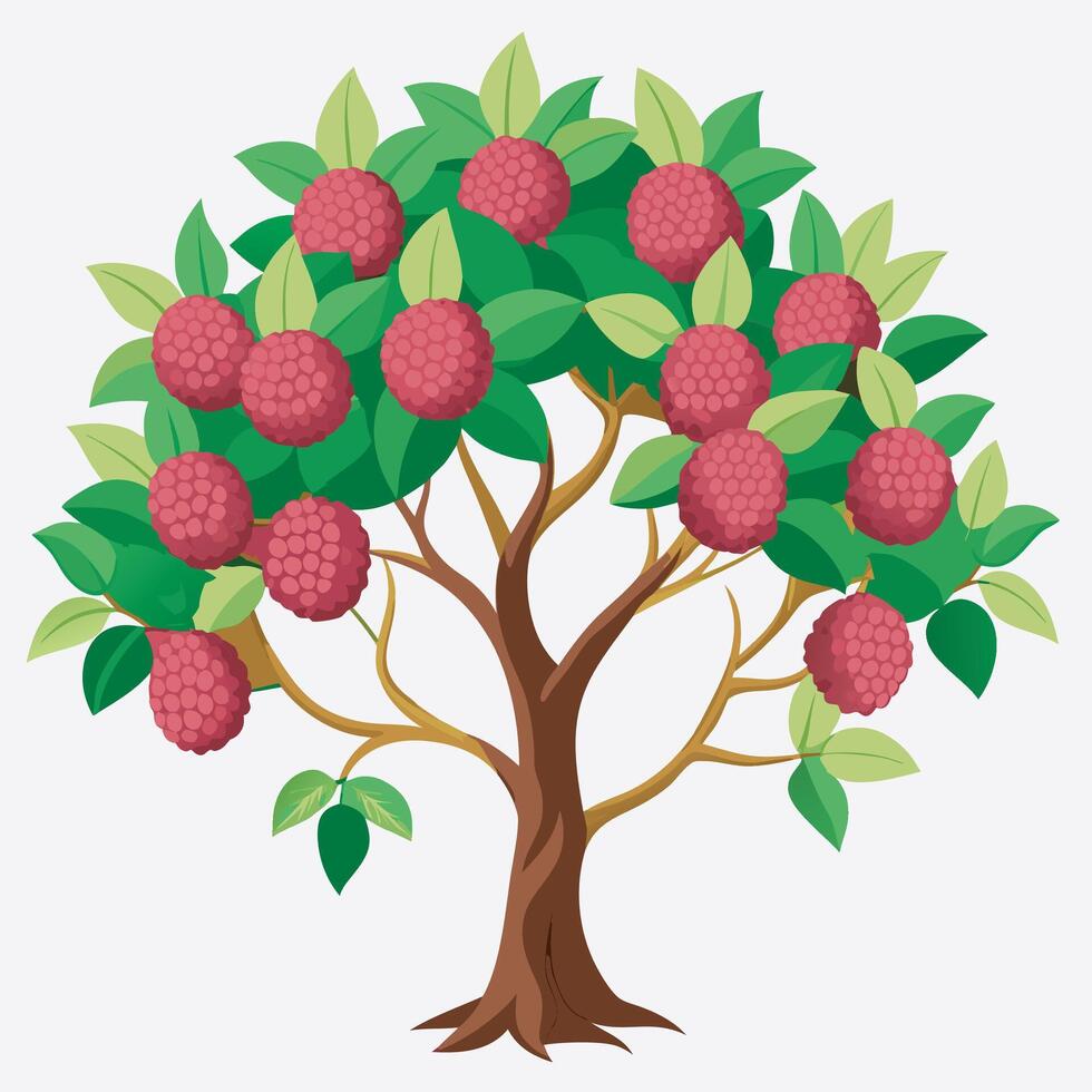 Litchi tree on white background vector
