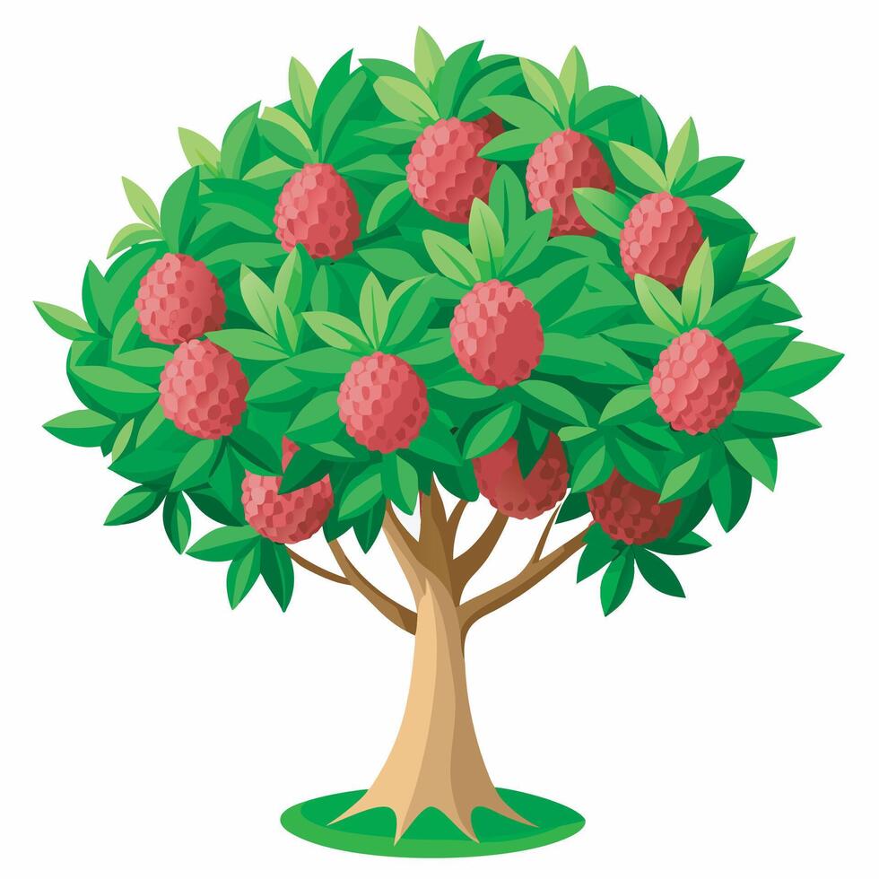 Litchi tree on white background vector