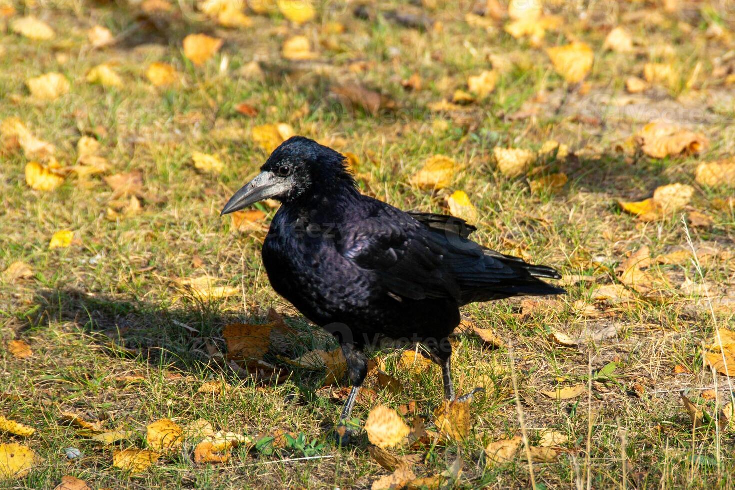 A raven is one of several larger-bodied species of the genus Corvus. photo