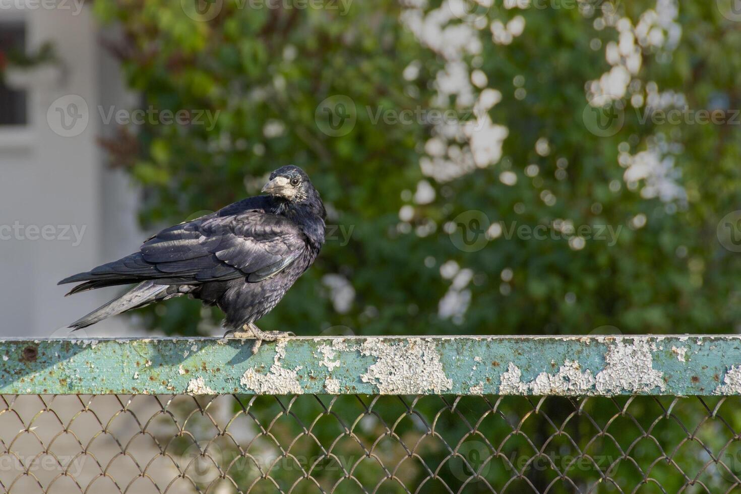 A raven is one of several larger-bodied species of the genus Corvus. photo