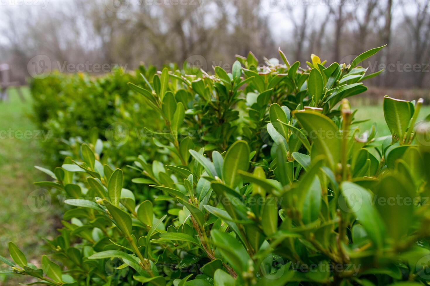 A row of green plants with the word holly on the top. photo