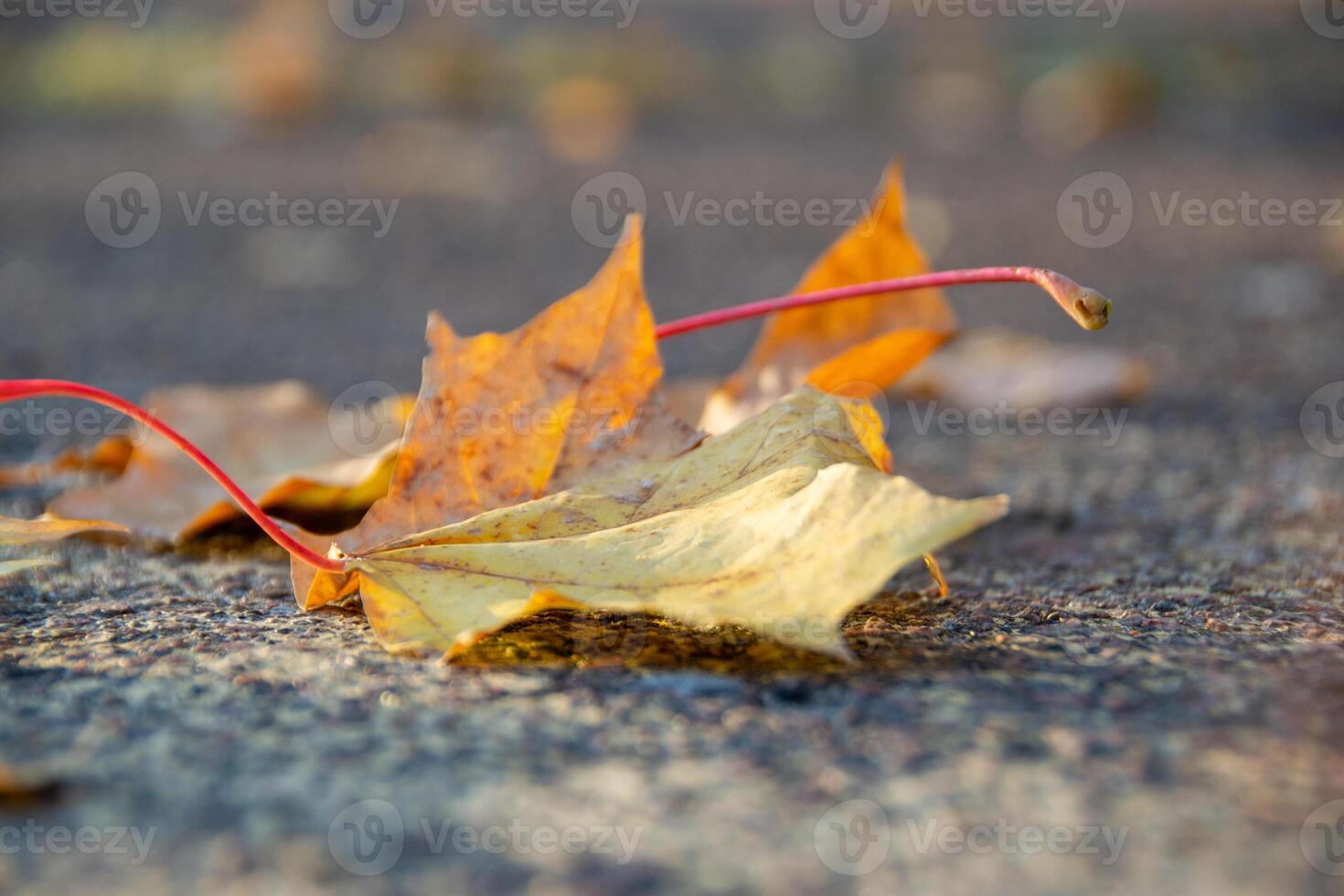 A perspective shot of a fallen yellow maple leave on a road photo
