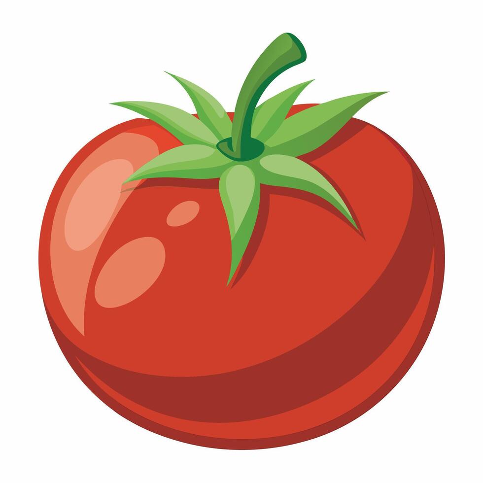 Realistic tomato on white background vector