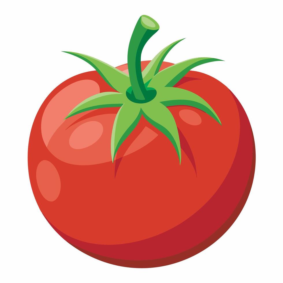 Realistic tomato on white background vector