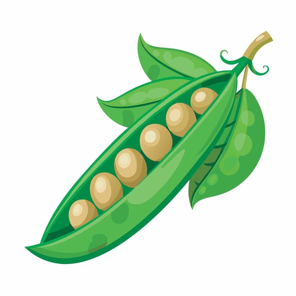 Realistic green peas on white background vector