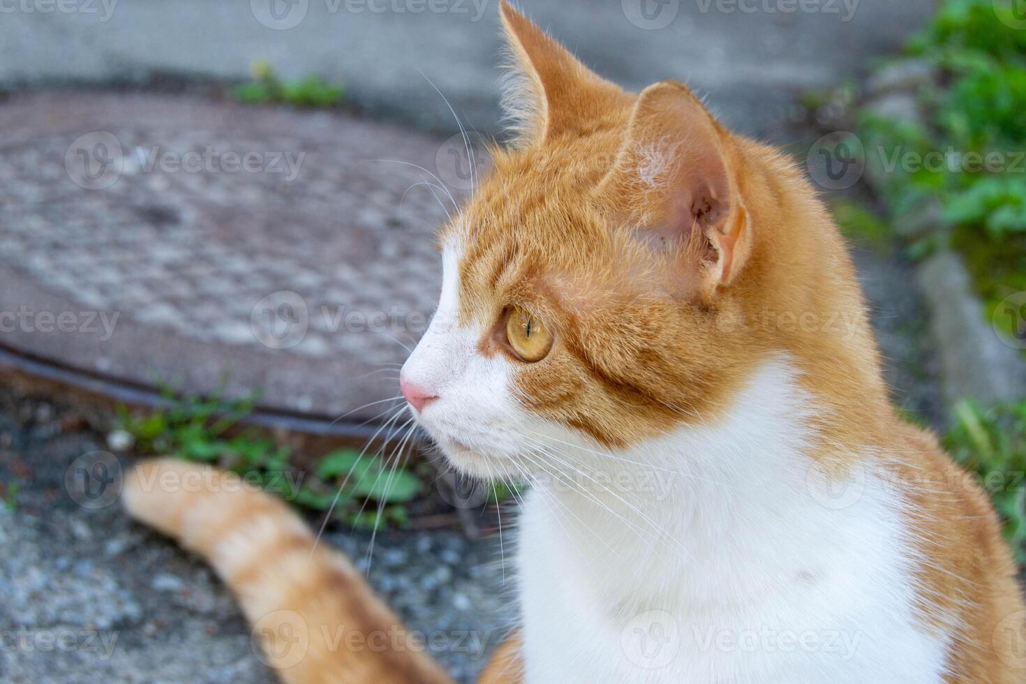 Bright portrait of cute red alley cat. photo