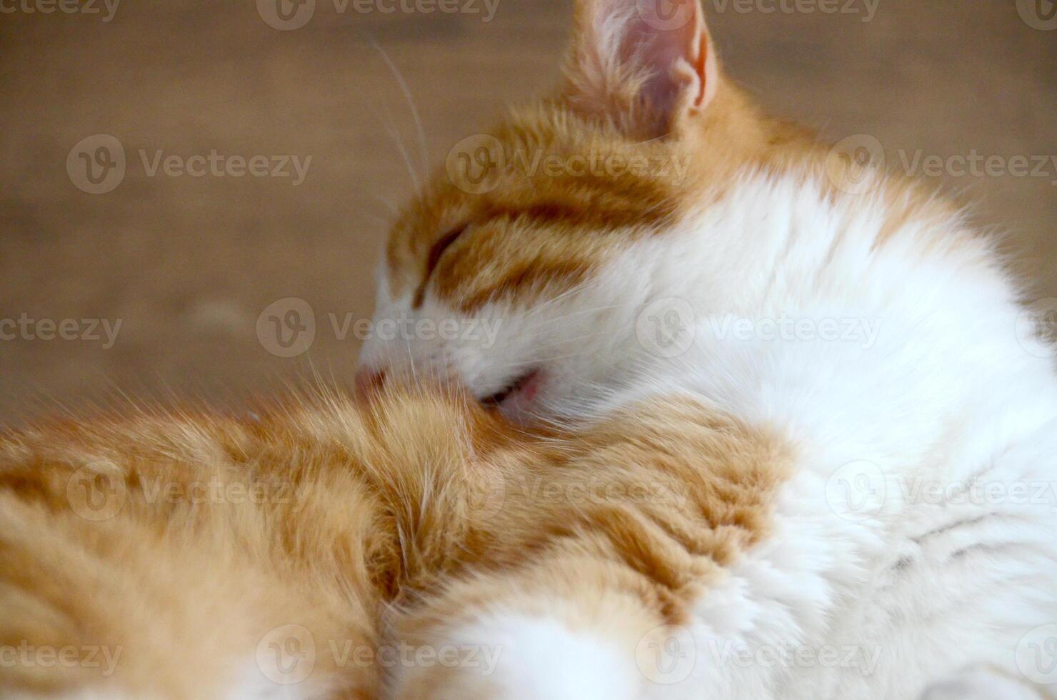 Felis silvestris forma catus, Domestic-cat, red-white, lying photo