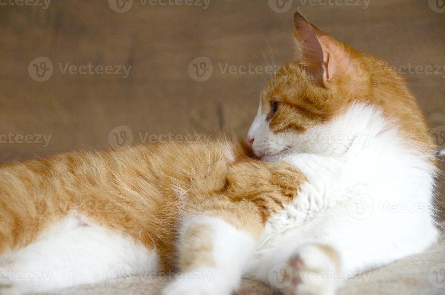 Felis silvestris forma catus, Domestic-cat, red-white, lying photo