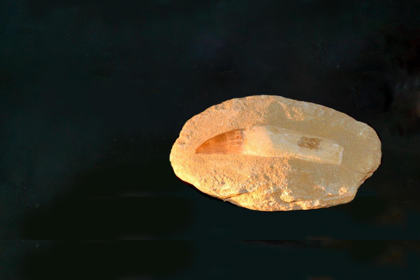 A fossil spinosaur tooth. High quality photo