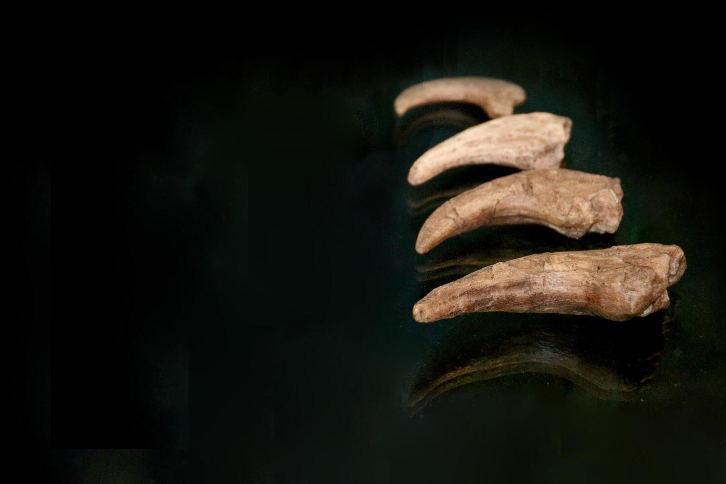 A fossil spinosaur tooth. High quality photo
