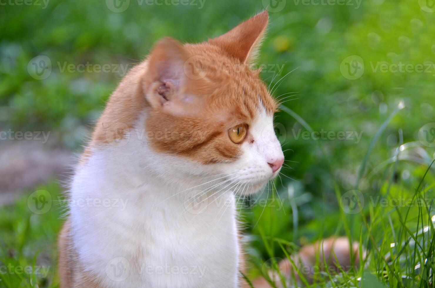 Bright portrait of cute red alley cat. photo